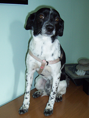 Stella